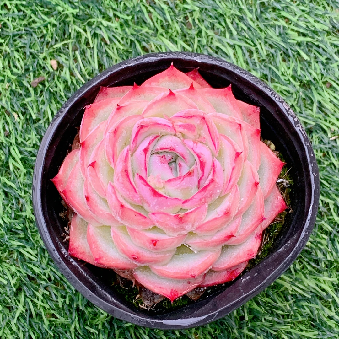 法兰西玫瑰精品多肉植物盆栽阳台好养花卉一单包邮