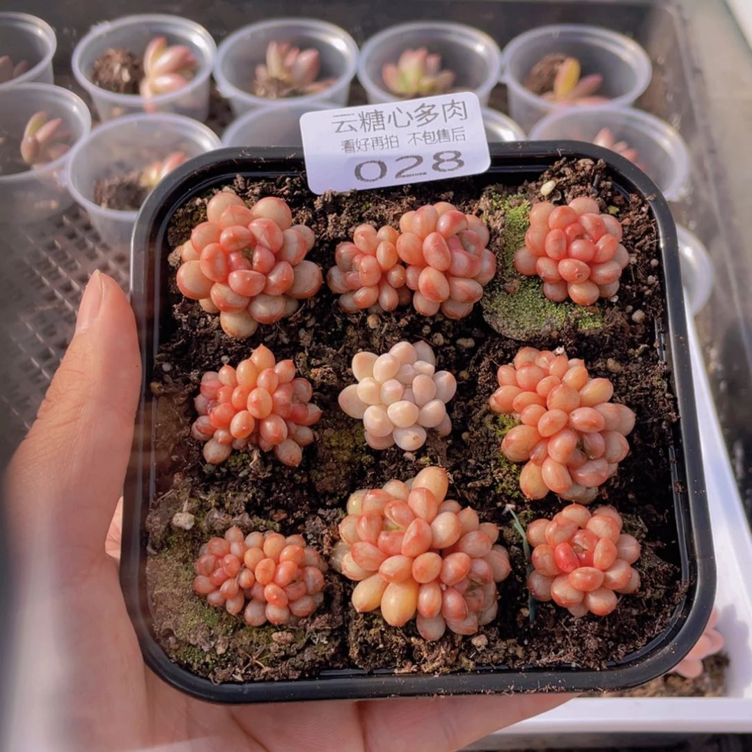 明*晴云糖心多肉植物28