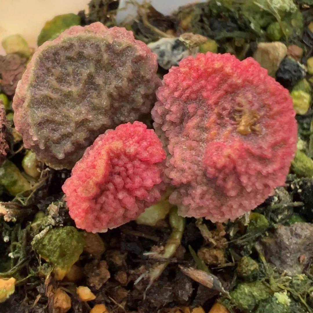 实生新品多肉植物水泡多肉植物水泡