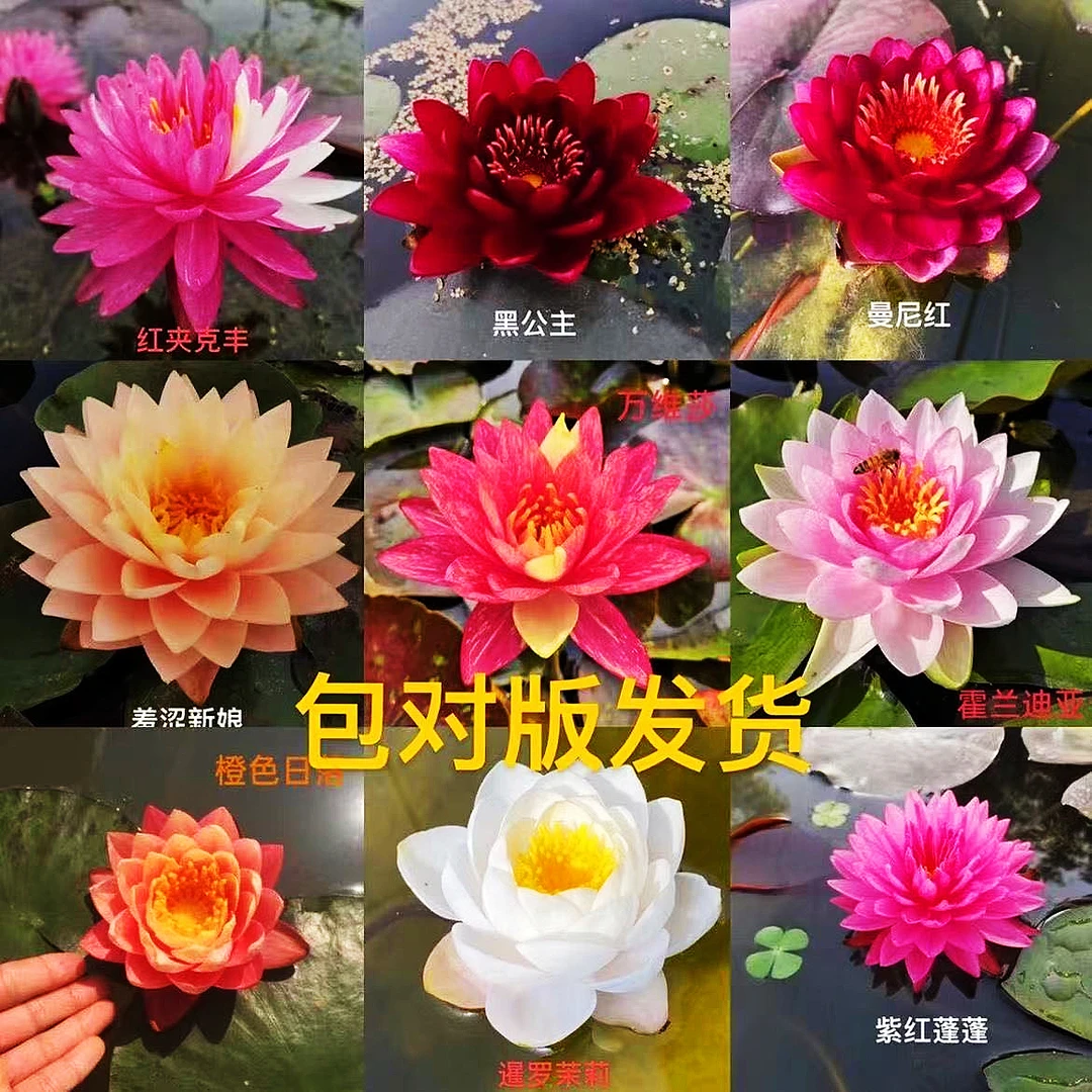 基地搬迁耐寒睡莲可种开花对版裸根发货池塘水缸花盆阳台种植
