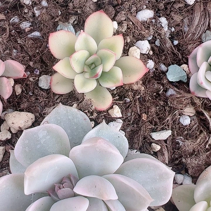 一****生多肉植物多肉植物