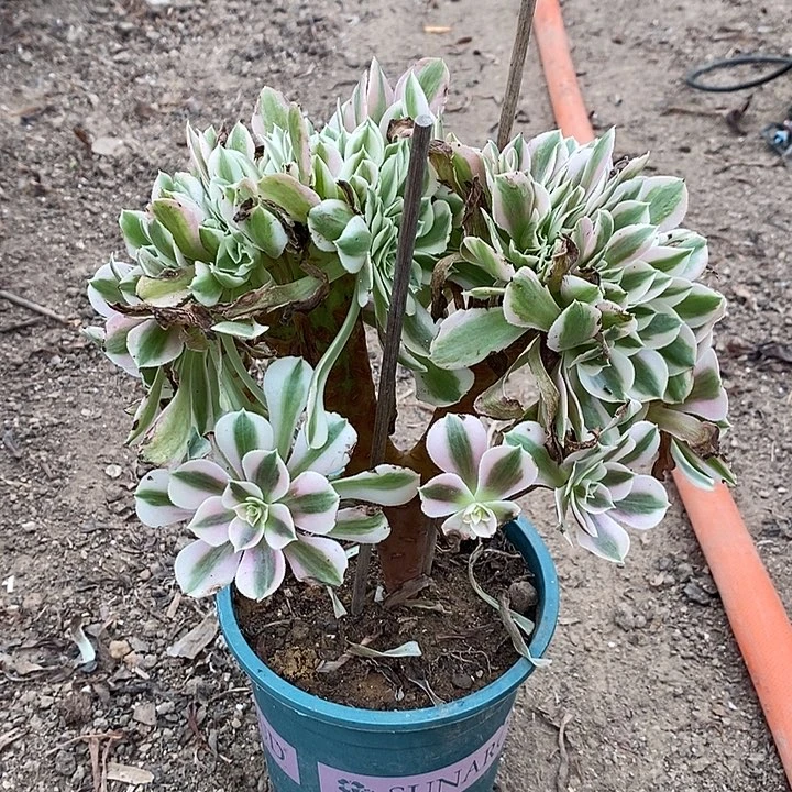 粉女巫缀多肉植物021