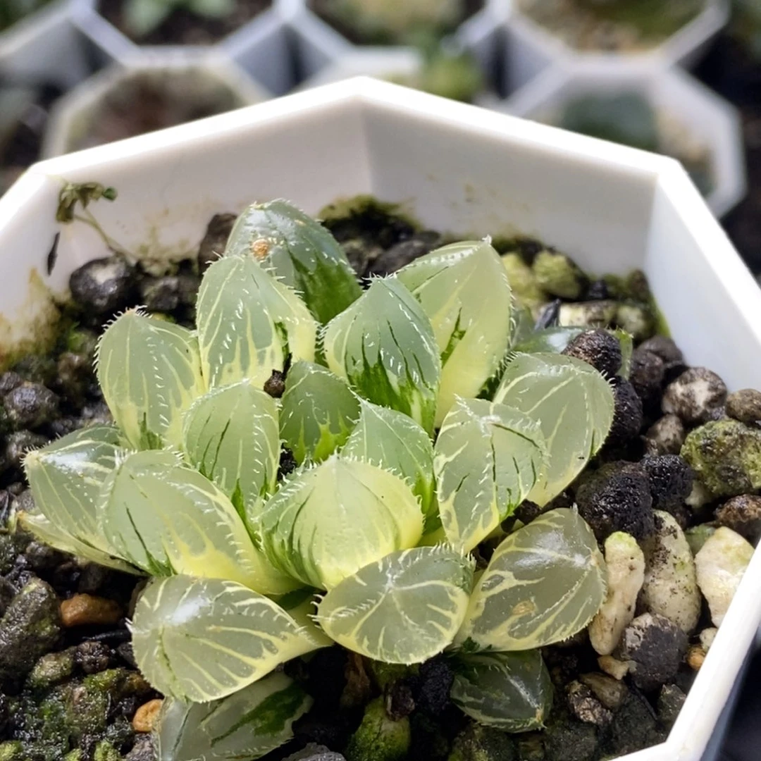 实生玉露锦一物一拍脱土发货