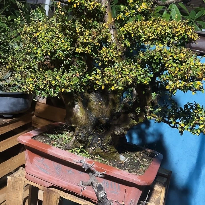 德***苑无花朵哈哈哈哈哈
