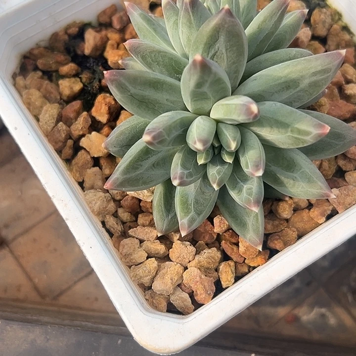 美人特价多肉植物