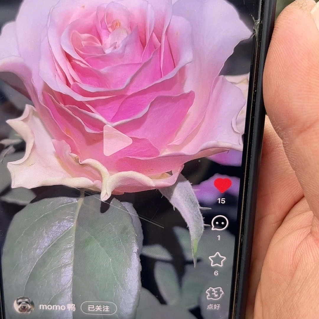 无花朵———浅微 福利款