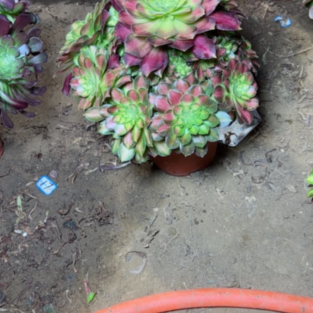 【闪购商品】玲多肉植物绍华62