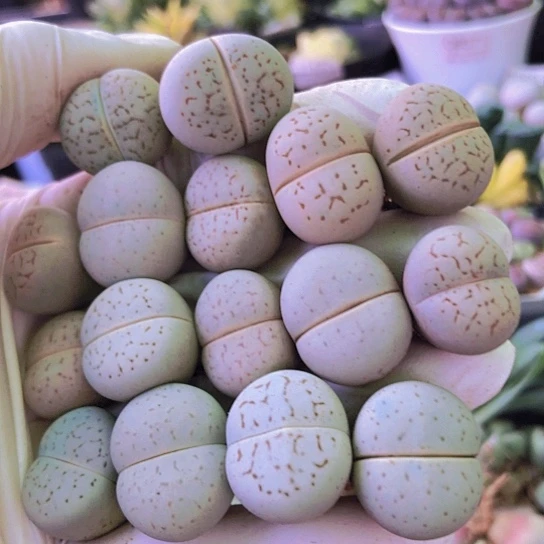 无花朵1230，1.7-2厘米如图