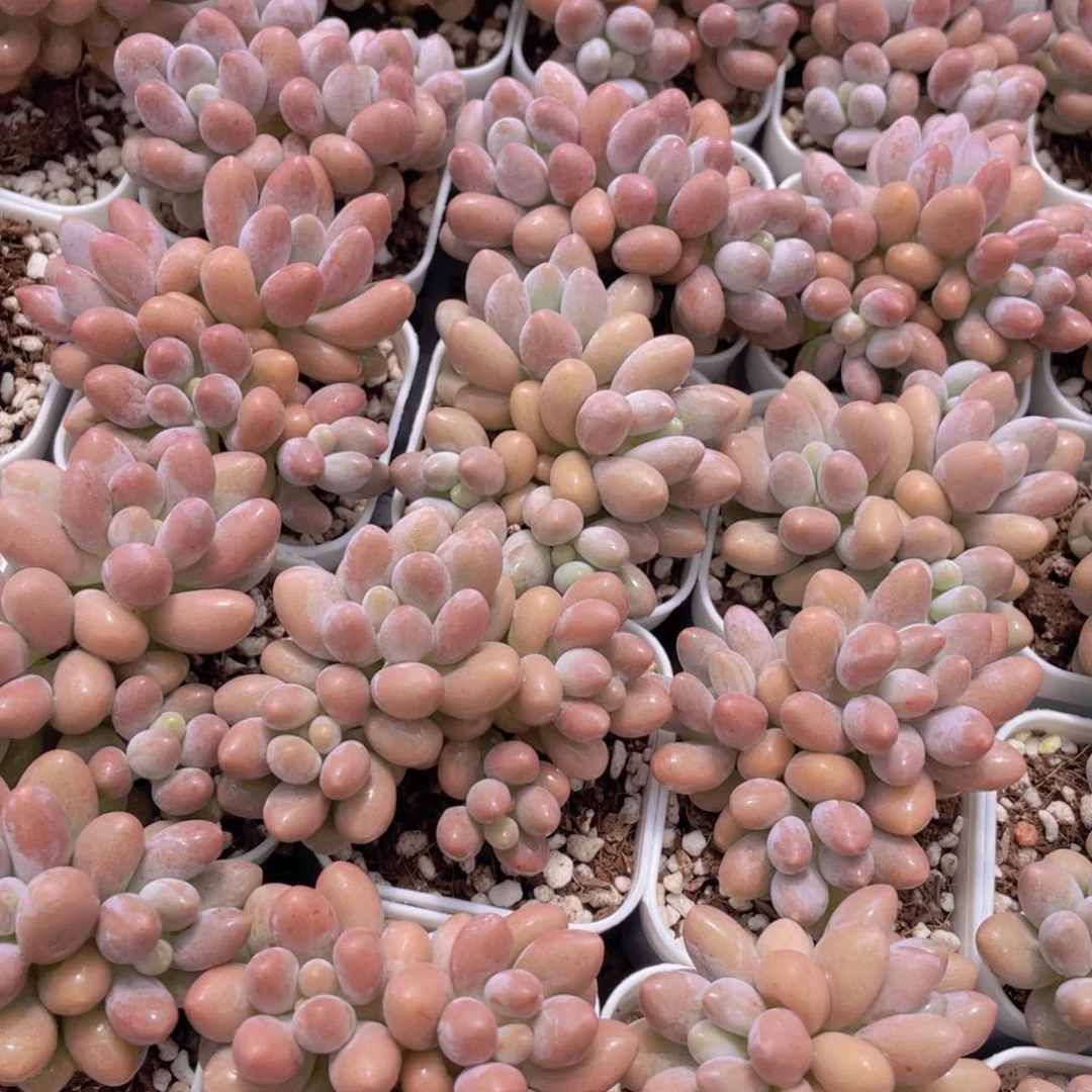 量拍42号 汤圆小群生一个