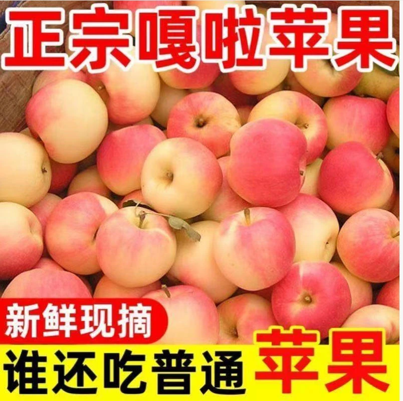 【2025年新果子】新鲜现摘口感脆甜多汁正宗嘎啦苹果现摘xx
