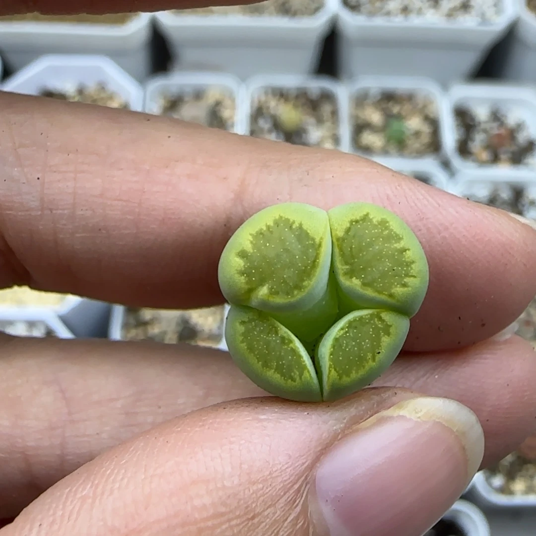 325绿菊宝福利一颗清框福利30包邮