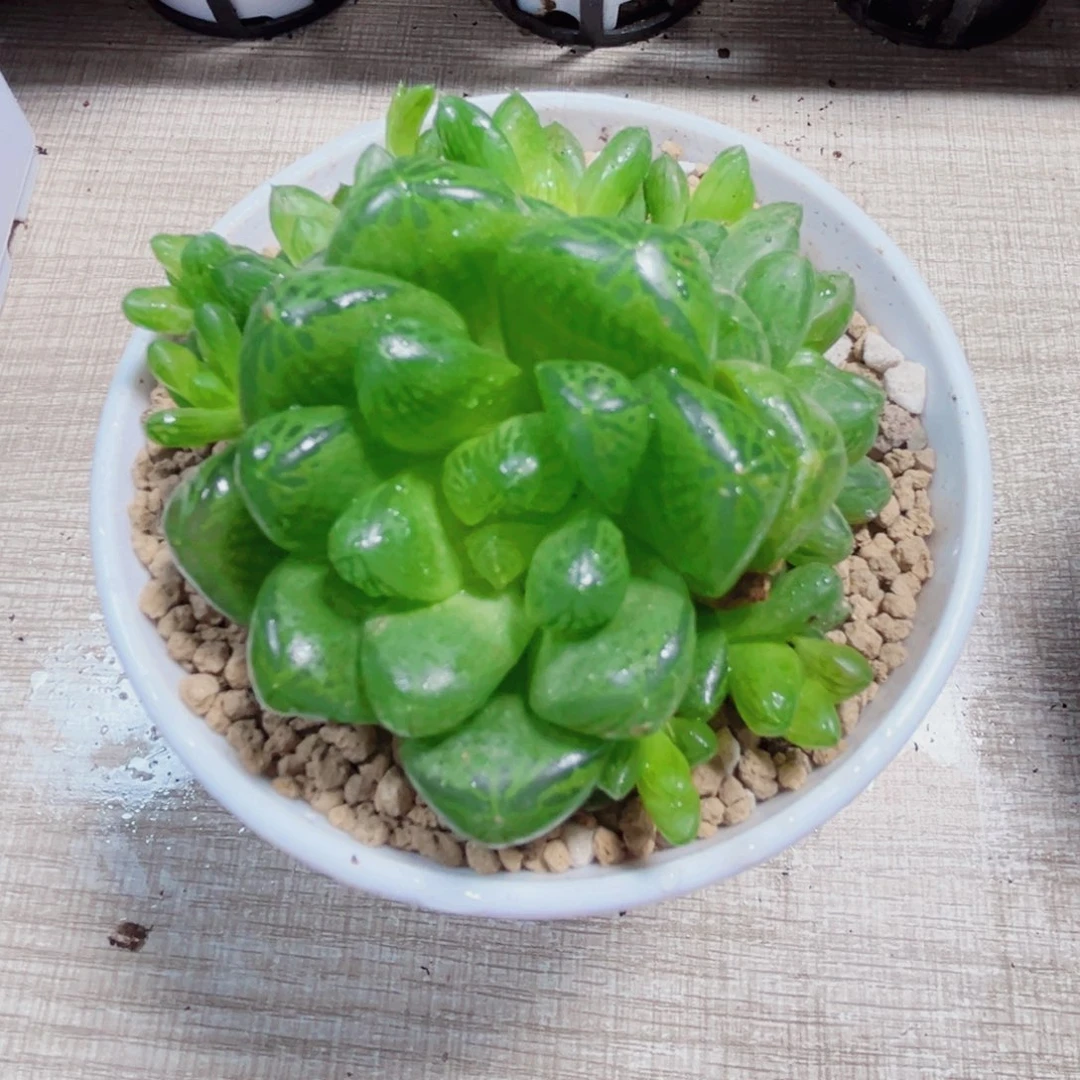 特价草玉露多肉植物