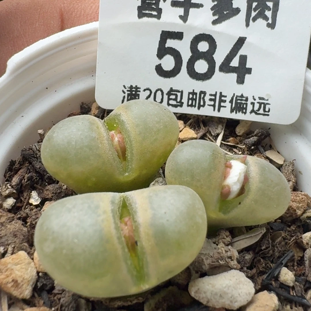 带盆土
