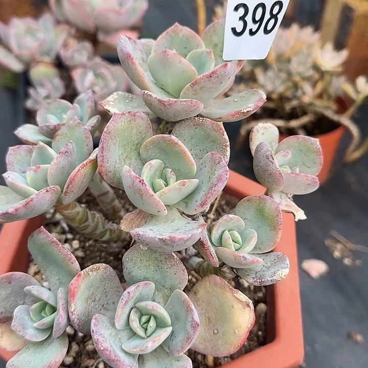 颖**凡398白凤脱土发货不退不换