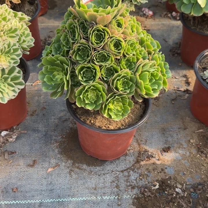 21-26新尼亚多肉不包售后