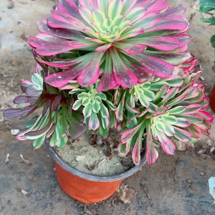 399舞天姬多肉植物