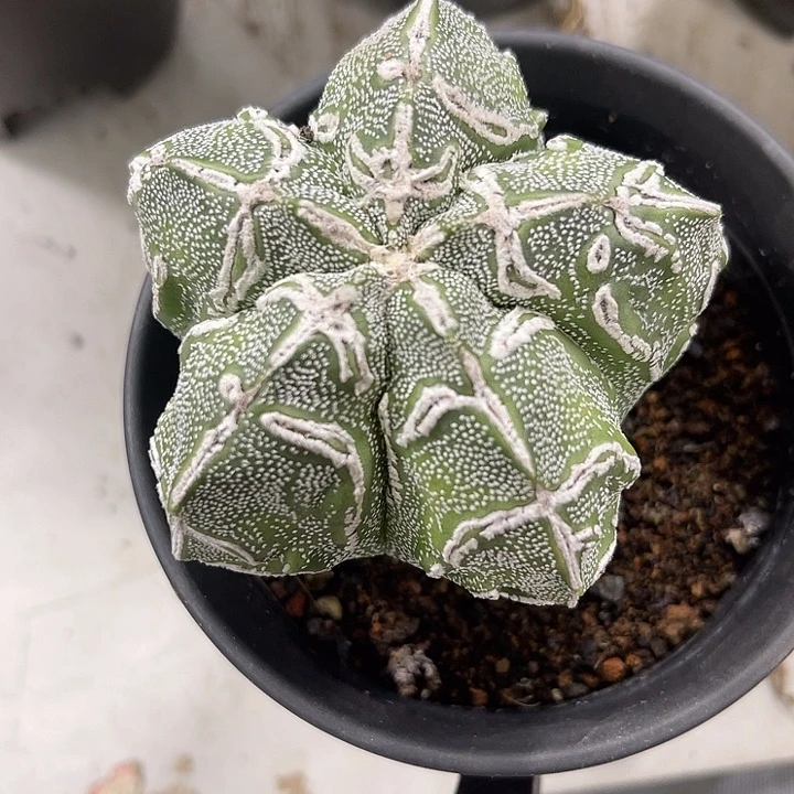 仙人球开花仙人球上