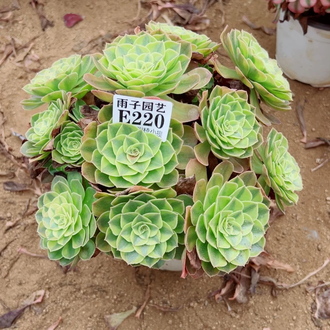 220雨荷尺寸20左右