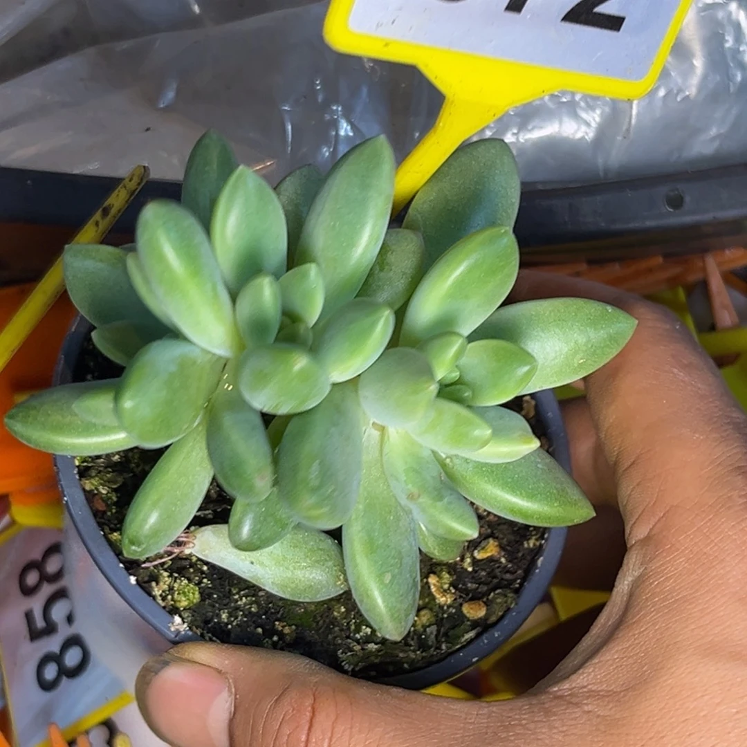 多肉植物橙色奇迹972