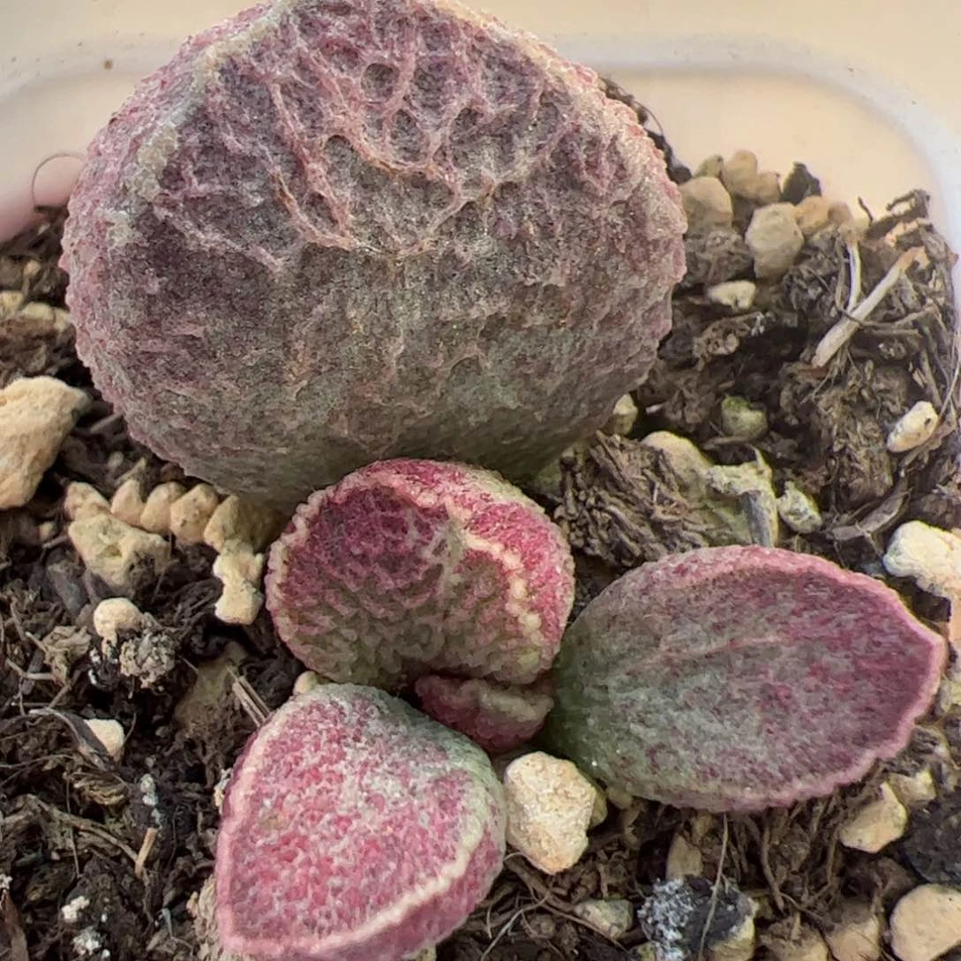 哈莫猪肝大苗多肉植物水泡