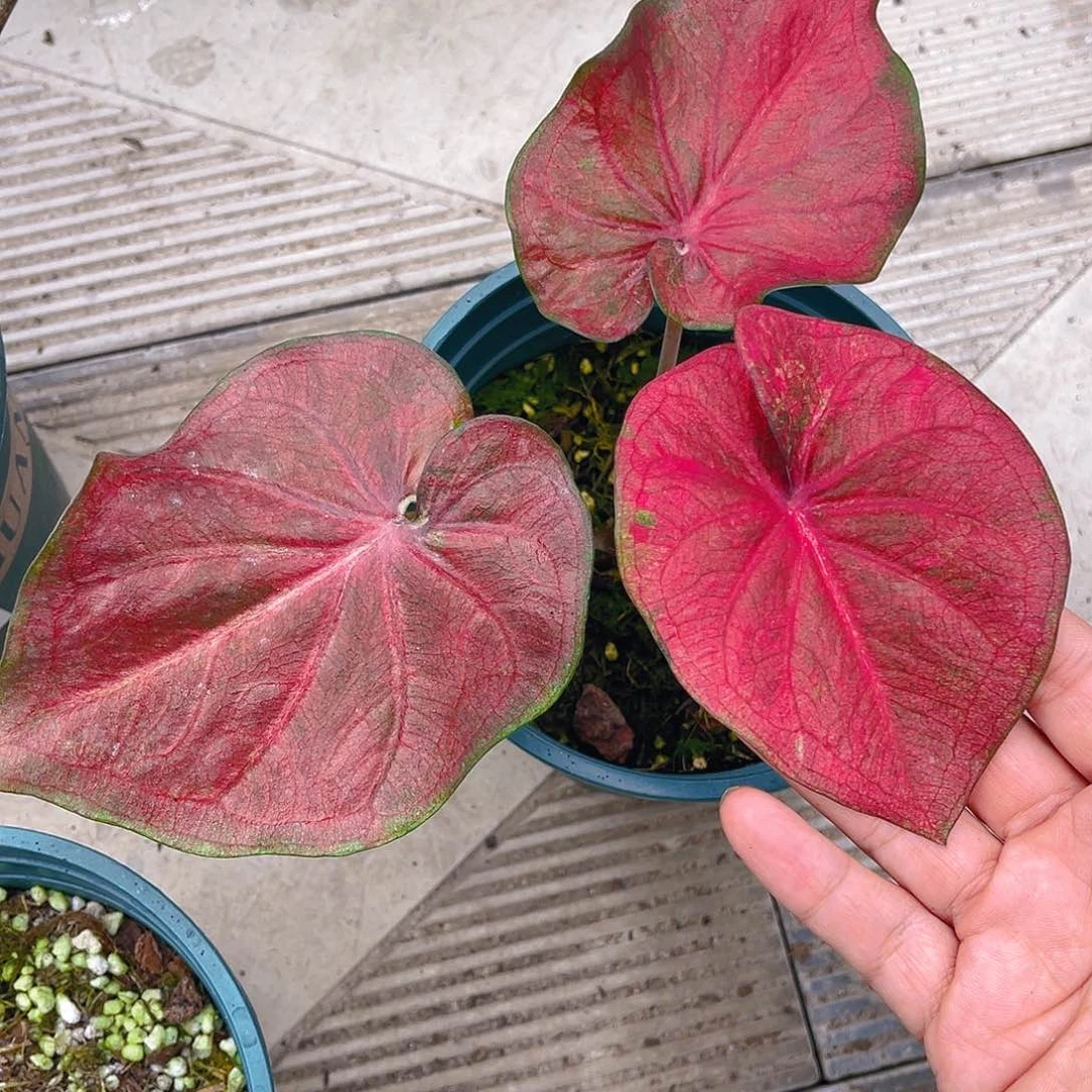 完全开放泰彩一物一拍153