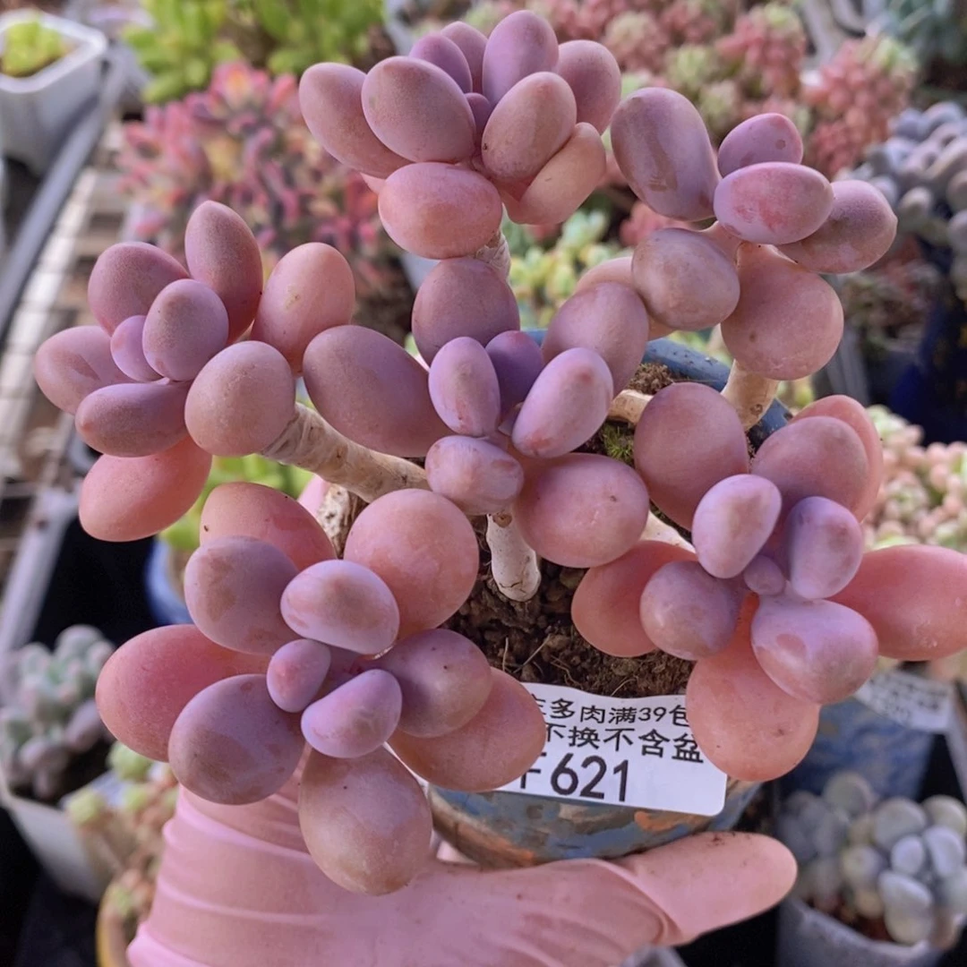 糖果桃蛋老桩10cm621多肉植物