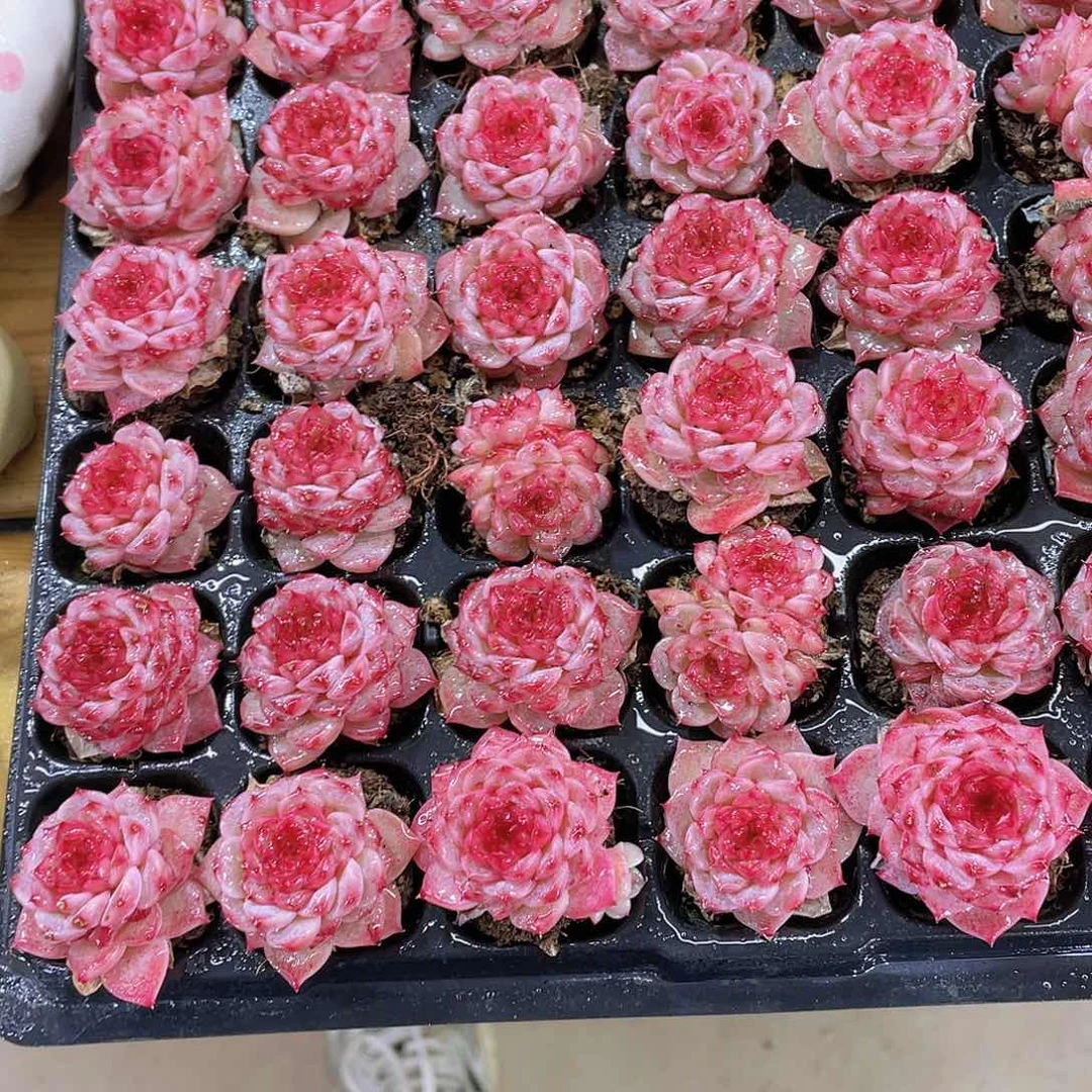 量拍72号 糖心天鹅绒单头双头混合7个