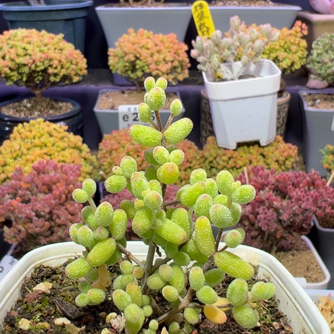 【闪购商品】e178糖球白糊斑锦枝干番杏