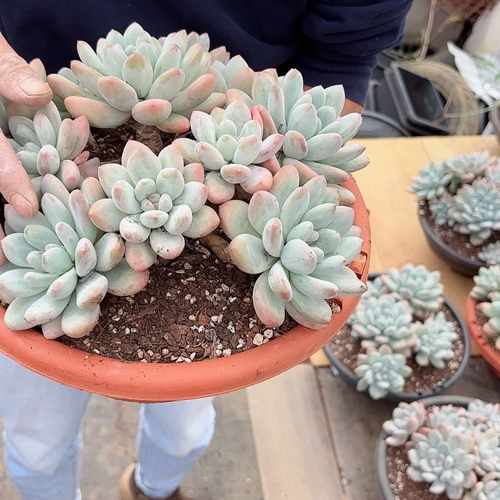 一物一拍多肉植物74号