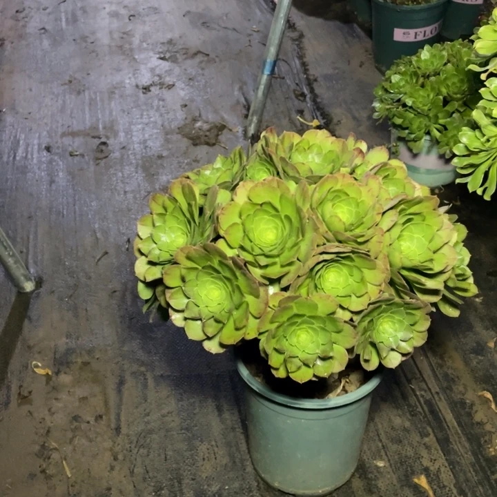 43万圣夜多肉植物多肉多肉