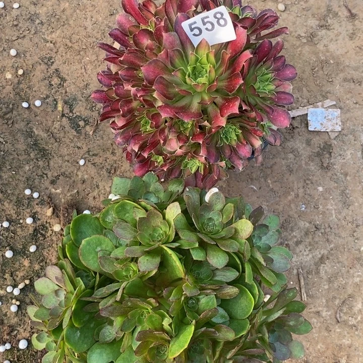 558万圣节韶华多肉