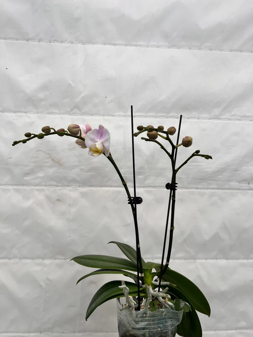云鹏蝴蝶兰（天使）带花带花苞发货