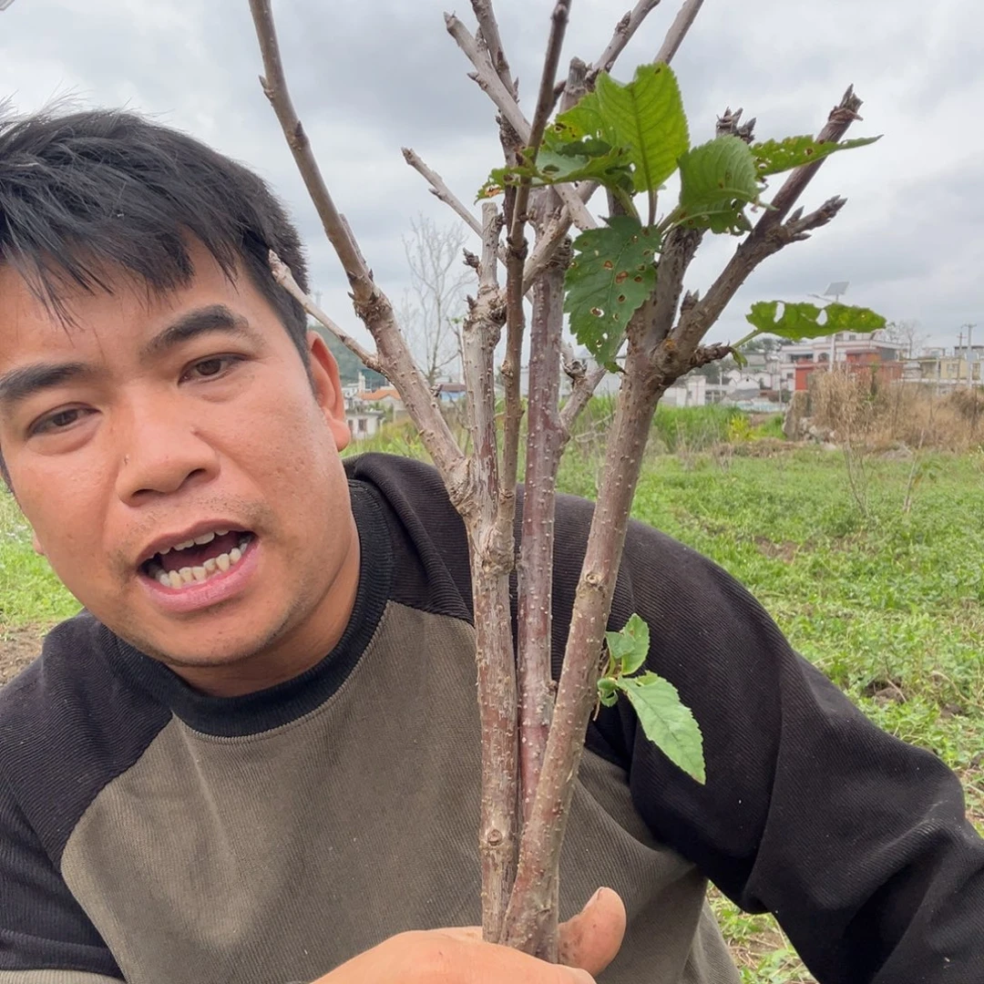 当前无花栽培后可以开花3  棵小的
