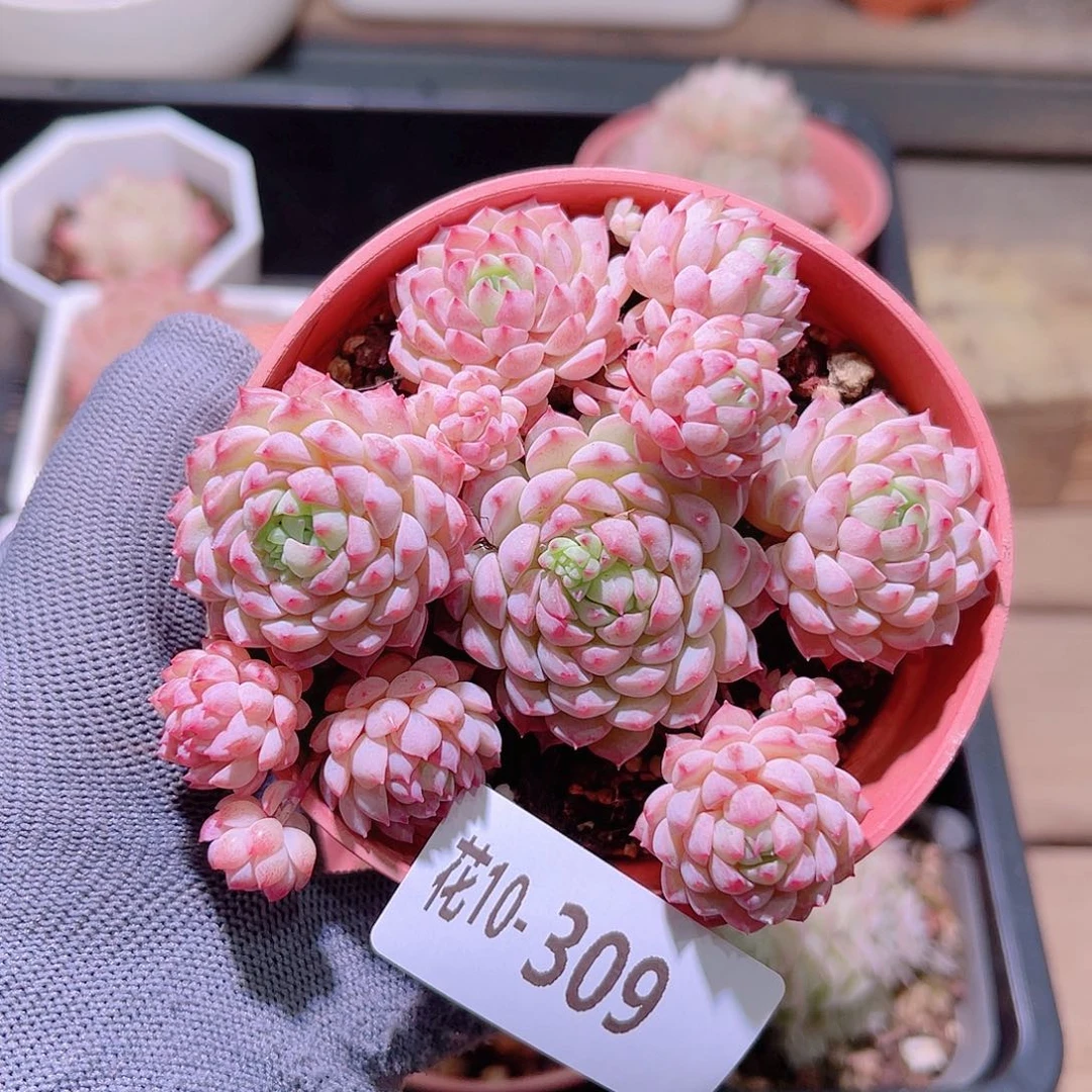 花10-309小粉莓群生