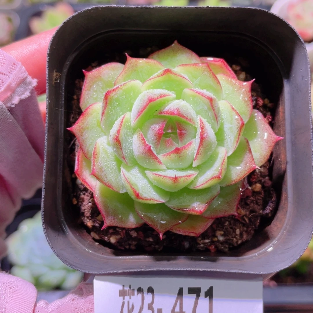 花利美23-471女王玫瑰