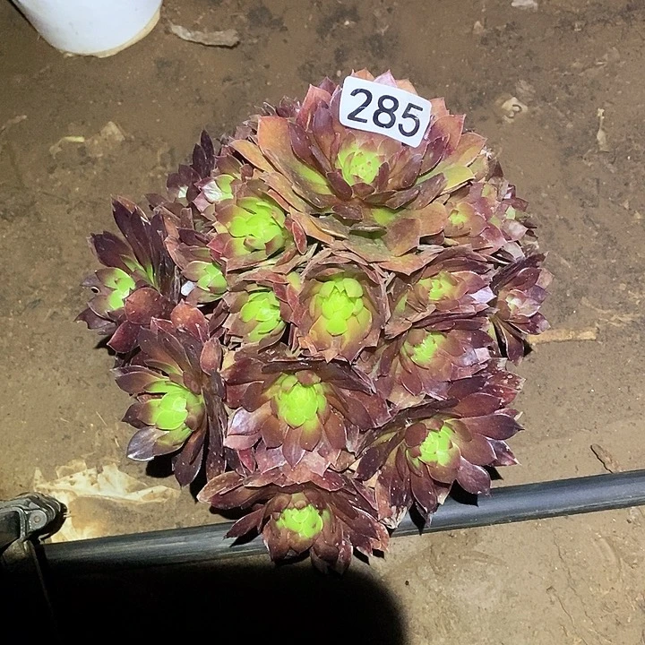 多肉植物法师285红魔
