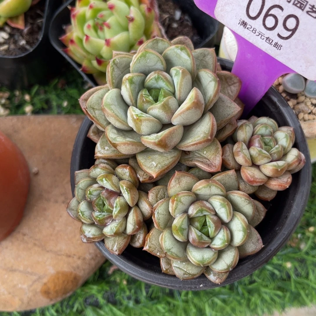 多肉植物一物一拍