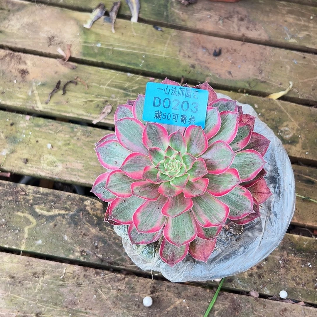 多肉植物多肉植物0203
