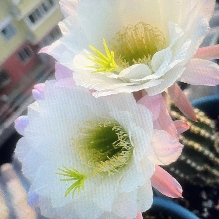 无暇带根高11公分毛花柱