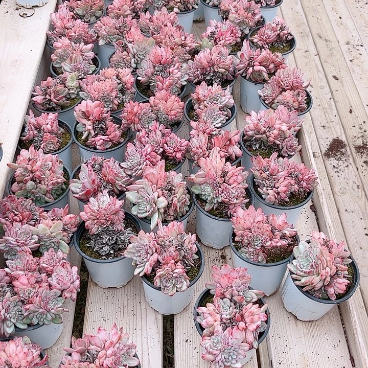 多头粉黛多肉植物