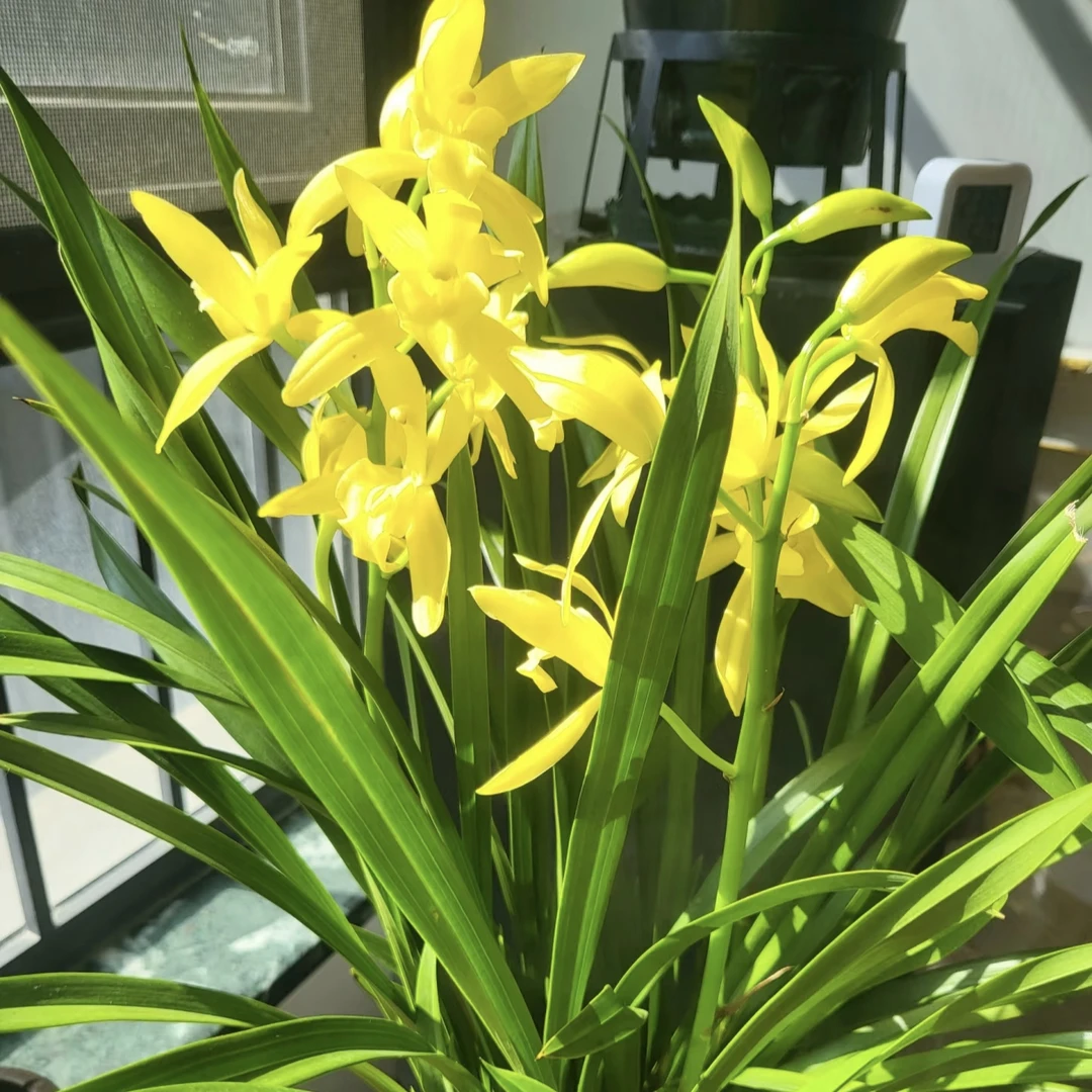 【黄金小神童】 浓香型 兰花绿植盆栽花卉阳台客厅好养活
