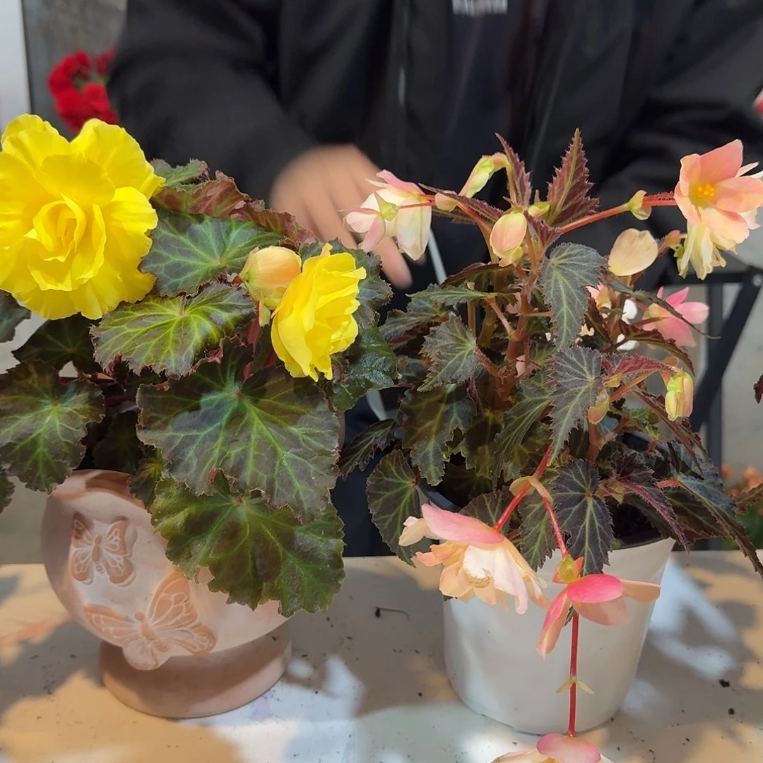 三****黄➕浆果，掉花折叶正常介意勿拍，不拍保温冻死不售后