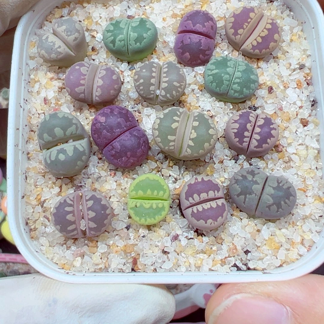 精致优秀的肉肉811-28