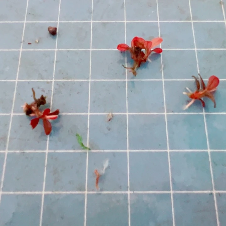 无花朵福利辣椒榕江南梅花玉