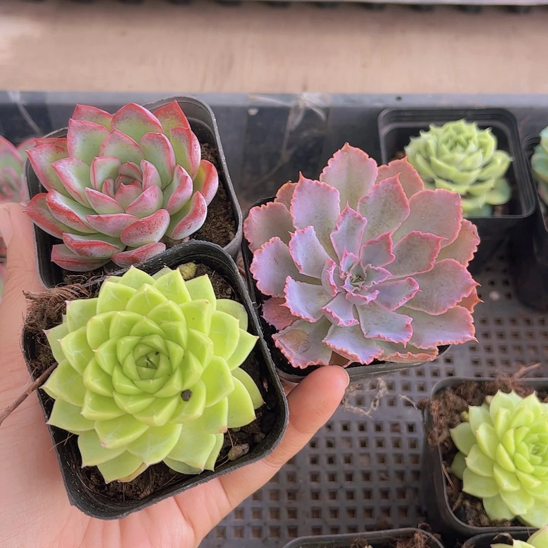 新手福利套餐3盆多肉