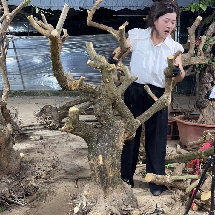 无花朵小叶紫一物一拍1300