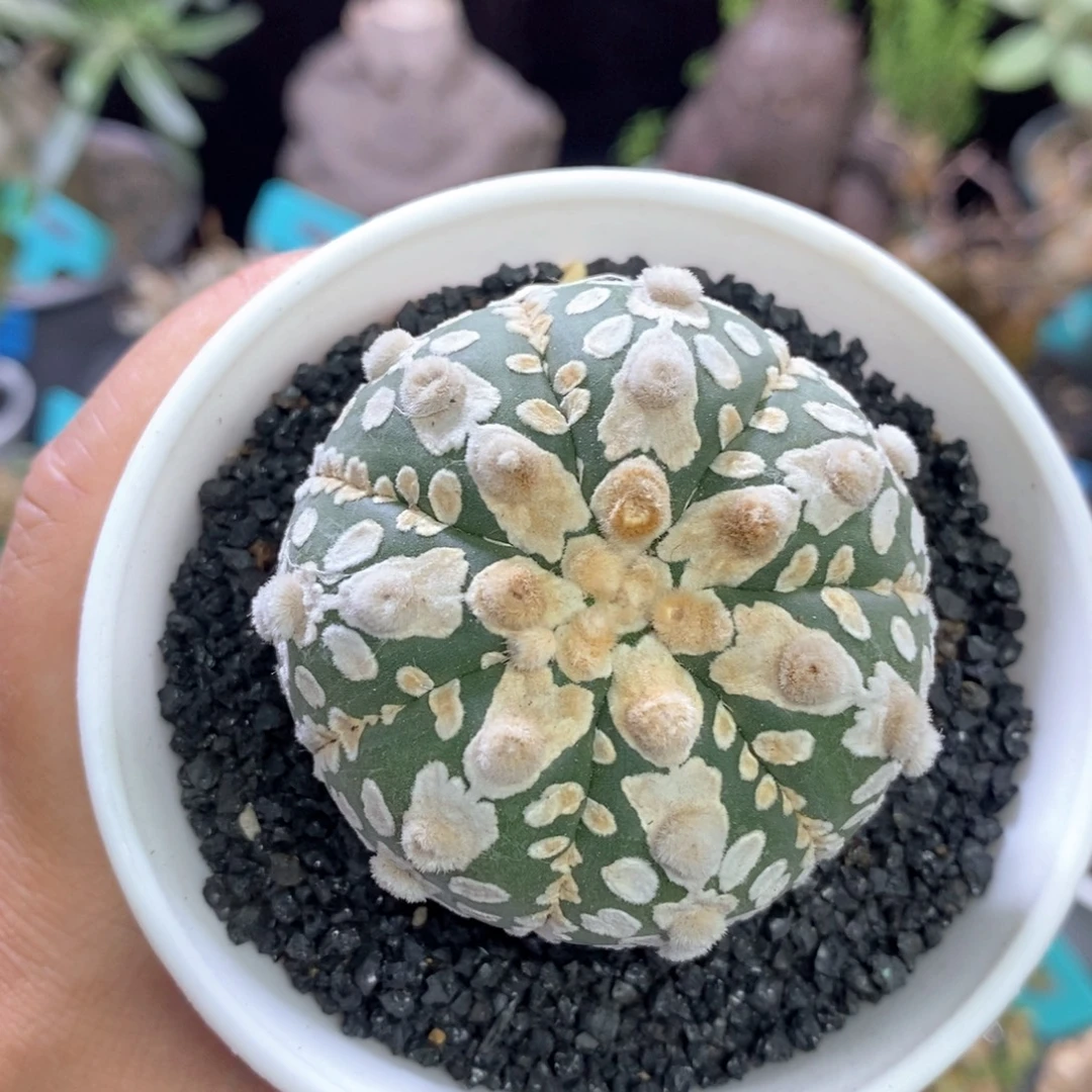 泰系视频兜多肉植物一棵