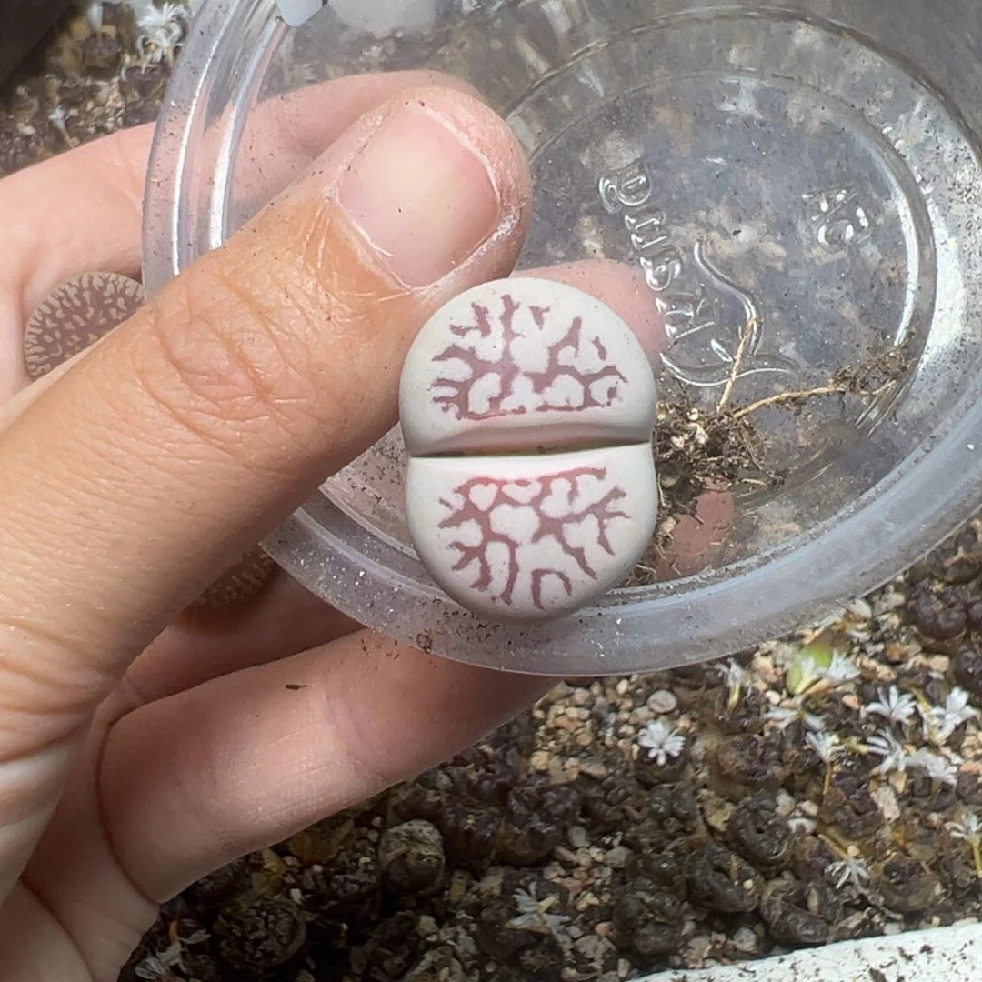【闪购商品】一****?783……