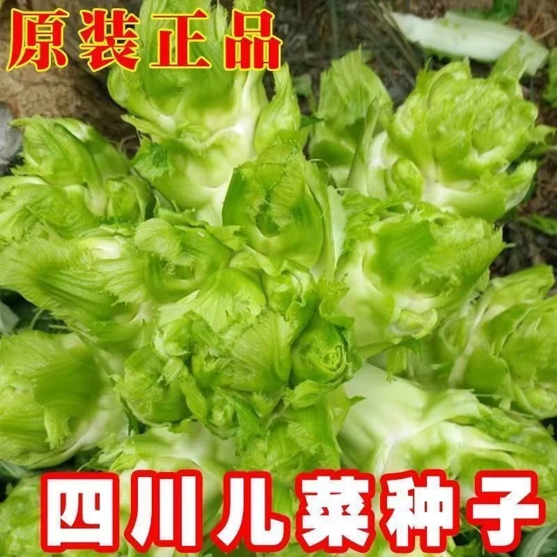 四川儿菜种子特产四季播宝宝菜娃娃菜抱子芥菜秋季蔬菜籽早熟农家
