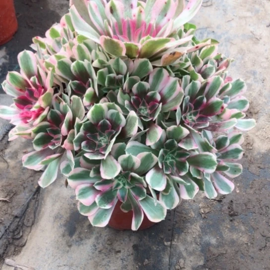 健***乐无花朵男神法师多肉植物187号